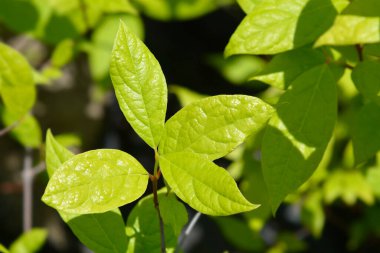 Carolina all spice leaves - Latince adı - Calycanthus Floridus