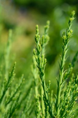 Dev sekoya dalı - Latince adı - Sequoiadendron giganteum