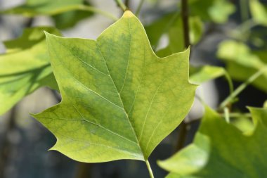 Lale ağacı Aureomarginatum yaprakları - Latince adı - Liriodendron tulipifera Aureomarginatum