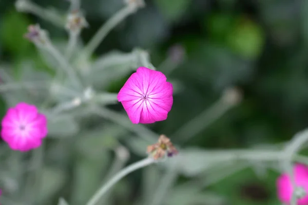 Цветок Розы Латинское Название Silene Coronaria Lychnis Coronaria — стоковое фото