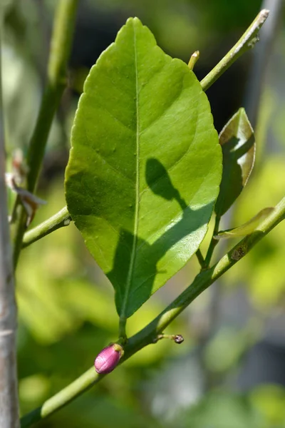 Pączek Liść Kwiatu Cytryny Łacińska Nazwa Limon Cytrusowy — Zdjęcie stockowe