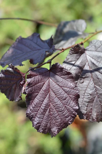 Liście Leszczyny Purpurowej Nazwa Łacińska Corylus Maxima Purpurea — Zdjęcie stockowe