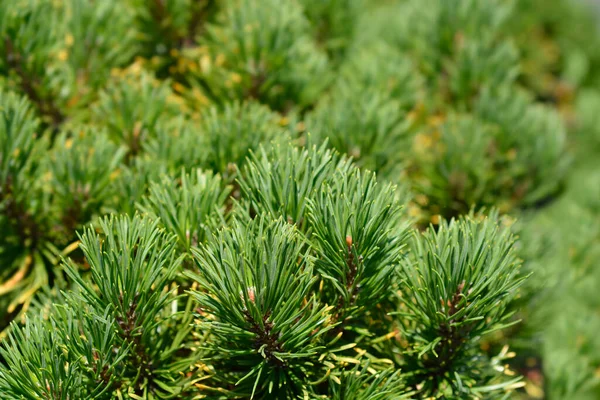 Pino Montaña Enano Carstens Wintergold Nombre Latino Pinus Mugo Carstens — Foto de Stock