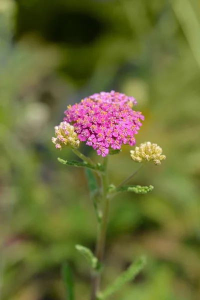 Rózsaszín Cickafark Latin Név Achillea Millefolium — Stock Fotó