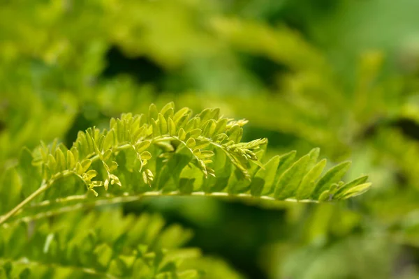 Szarańcza Miodowa Brzeg Słoneczny Łacińska Nazwa Gleditsia Triacanthos Sunburst — Zdjęcie stockowe