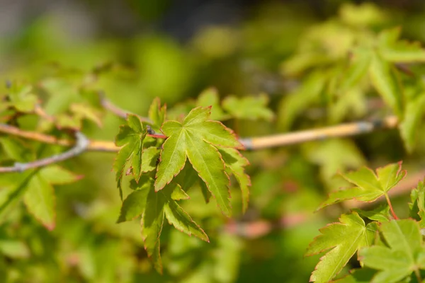 Japońskie Liście Klonu Kiyohime Nazwa Łacińska Acer Palmatum Kiyohime — Zdjęcie stockowe