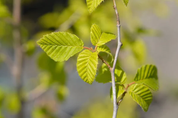 Oriental Hornbeam Leaves Latin Name Carpinus Orientalis — Stock Photo, Image