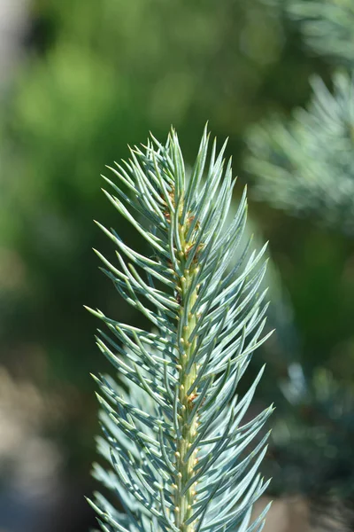 Colorado Blue Spruce Iseli Fastigiate Latin Name Picea Pungens Iseli — Stock Photo, Image