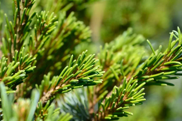 Japanise White Pine Negishi Łacińska Nazwa Pinus Parviflora Negishi — Zdjęcie stockowe