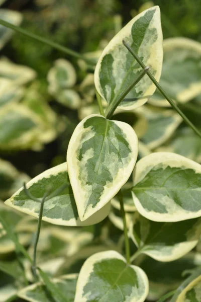 Urozmaicone Liście Okoniokształtne Nazwa Łacińska Vinca Major Variegata — Zdjęcie stockowe