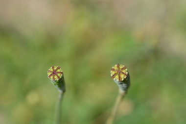 Fas haşhaş tohumu kapsülü - Latince adı - Papaver atlantikum