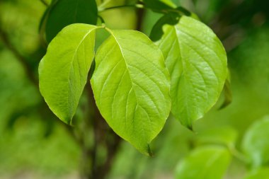 Çiçekli Dogwood Çeroki Şefi Latince adıyla Cornus Florida Cherokee Şefi 'nden ayrılıyor.