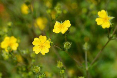 Slender cinquefoil sarı çiçekler - Latince adı - Potentilla gracilis