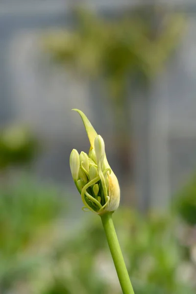 African Lily Amourette Brotes Flores Blancas Nombre Latino Agapanthus Amourette — Foto de Stock