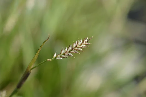 Sáska Jégtánc Virág Latin Név Carex Morrowii Jégtánc — Stock Fotó