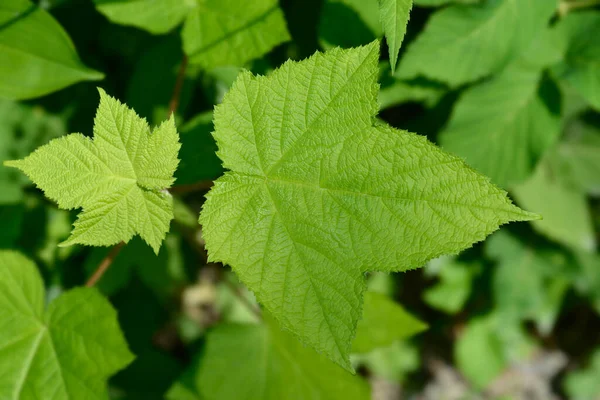 Цветущие Листья Малины Латинское Название Rubus Odoratus — стоковое фото