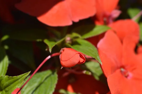 New Guinea Impatiens Red Flower Bud Latin Name Impatiens Hawkeri — Stock Photo, Image