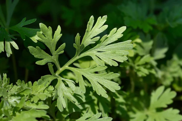 Common Wormwood Leaves Latin Name Artemisia Absinthium — Stock Photo, Image