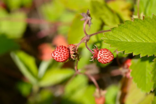 Fruta Morango Selvagem Nome Latino Fragaria Vesca — Fotografia de Stock