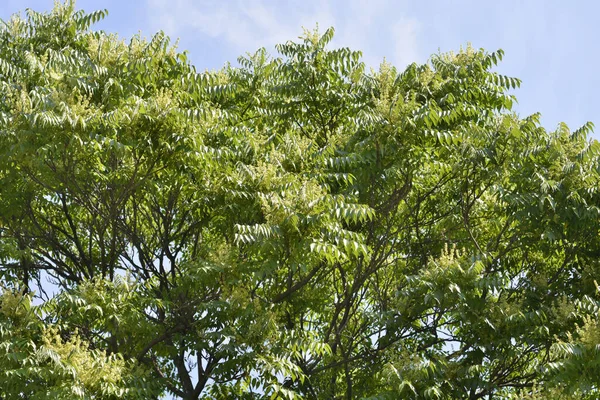 Árbol Del Cielo Contra Cielo Azul Nombre Latino Ailanthus Altissima —  Fotos de Stock