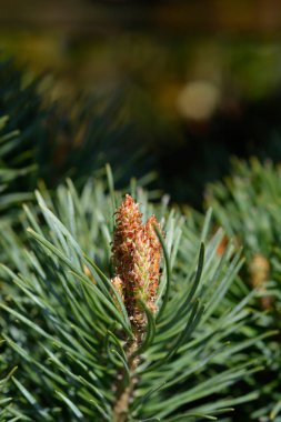 İskoç çamı Chantry Blue - Latince adı - Pinus sylvestris Chantry Blue