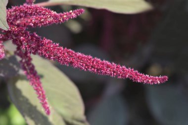 Amaranth Kadife Perdeler - Latince adı - Amaranthus cruentus Velvet Perdeleri