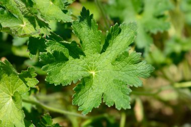 Mor turna gagalı Rosemoor yaprağı - Latince adı - Geranium x magnificum Rosemoor