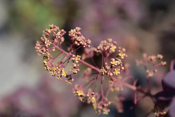 라틴어 Cotinus Coggygria Royal Purple — 스톡 사진