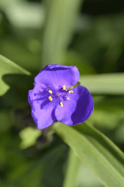 Kwiat Pająka Bliska Łacińska Nazwa Tradescantia Virginiana — Zdjęcie stockowe