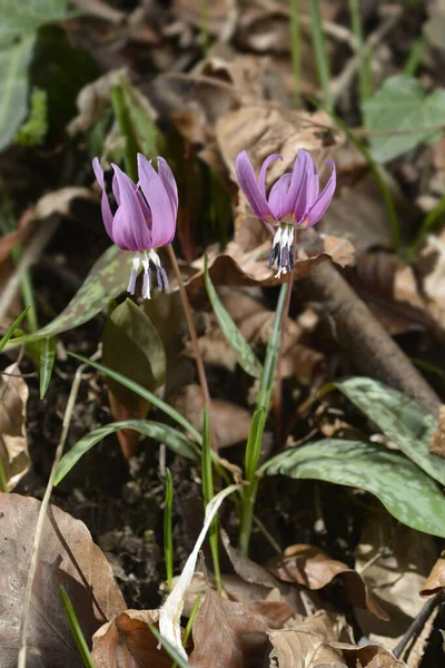 Perros Diente Flor Violeta Nombre Latino Erythronium Dens Canis —  Fotos de Stock