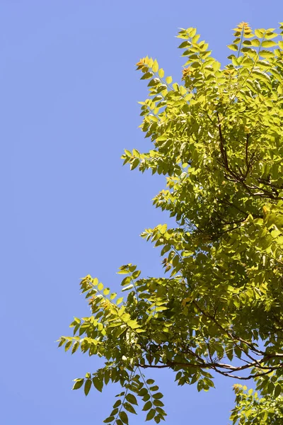 Arbre Des Branches Célestes Avec Nouvelles Feuilles Contre Ciel Bleu — Photo