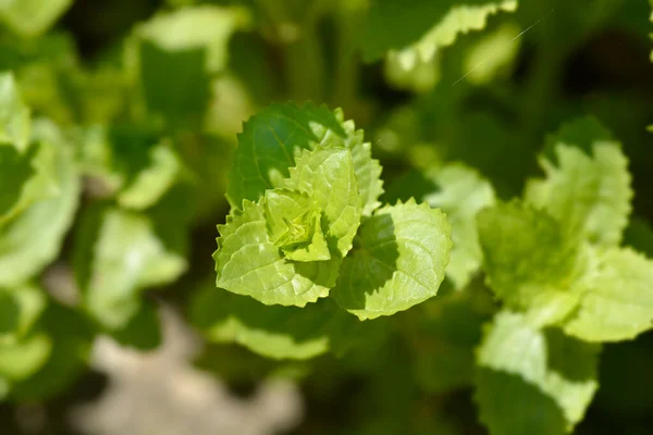 Gulapa Latinskt Namn Mimulus Luteus Erythranthe Lutea — Stockfoto