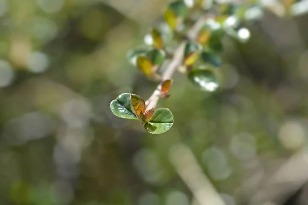 Rock Cotoneaster Branch Λατινική Ονομασία Cotoneaster Horizontalis — Φωτογραφία Αρχείου