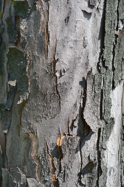 Silber Ahornrinde Detail Lateinischer Name Acer Saccharinum — Stockfoto