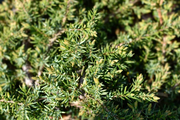 Juniper Grön Matta Latinskt Namn Juniperus Communis Grön Matta — Stockfoto