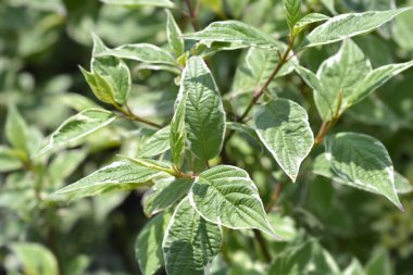 Çeşitli Sibirya Dogwood yaprakları - Latince adı - Cornus alba Sibirica Variegata