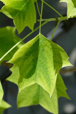 Lale ağacı Aureomarginatum yaprakları - Latince adı - Liriodendron tulipifera Aureomarginatum