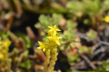 Goldmoss Stonecrop - Latince adı - Sedum dönümü