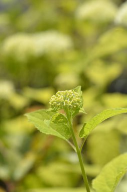 Pürüzsüz ortanca Annabelle çiçek tomurcukları - Latince adı - Ortanca ağaçevi Annabelle