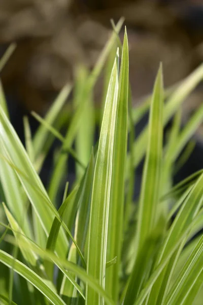 Japanese Sedge Variegata Latin Name Carex Morrowii Variegata — Stock Photo, Image