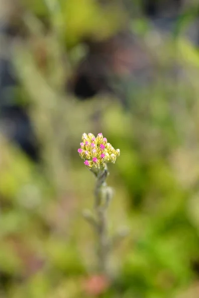 ピンク ヤローの花芽 ラテン語名 アキレア ミレフォリウム — ストック写真