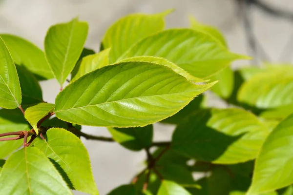 Japońskie Kwitnące Liście Wiśni Kanzan Łacińska Nazwa Prunus Serrulata Kanzan — Zdjęcie stockowe