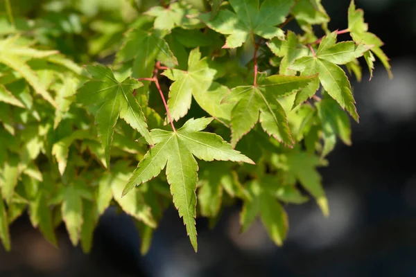 Maple Japonês Kiyohime Folhas Nome Latino Acer Palmatum Kiyohime — Fotografia de Stock