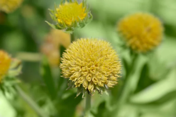 Great Blanket Flower Seed Head Latin Name Gaillardia Aristata — Stock Photo, Image