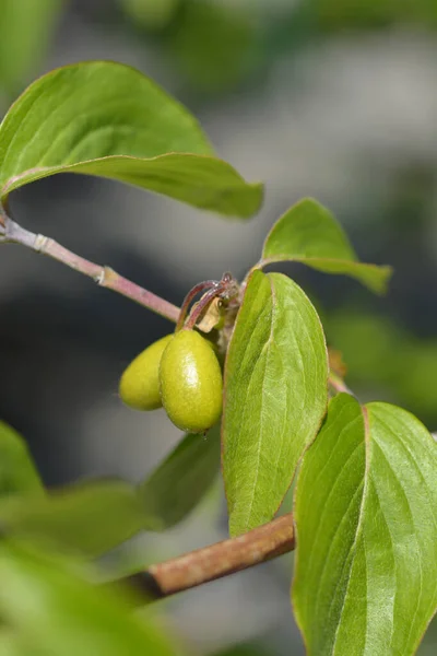 Cornelian Cherry Unripe Fruit Leaves Latin Name Cornus Mas — Stock Photo, Image