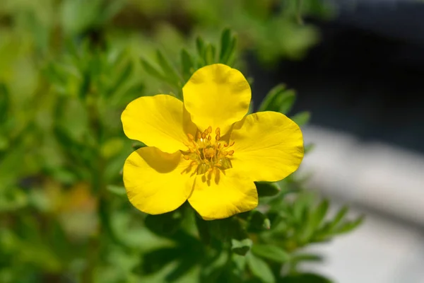 Кустарниковое Масло Золотой Палец Латинское Имя Potentilla Fruticosa Золотой Палец — стоковое фото