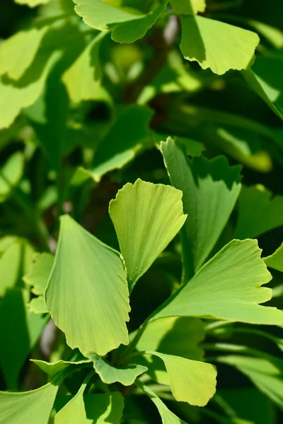 Ginkgo Fastigiata Leaves Latin Name Ginkgo Biloba Fastigiata — Stock Photo, Image