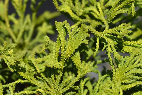 Hinoki Cipres Brigitte Latijnse Naam Chamaecyparis Obtusa Brigitte — Stockfoto