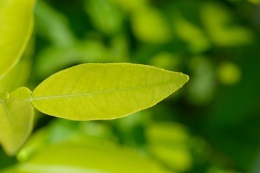 Greyfurt yaprakları - Latince adı - Citrus x paradisi