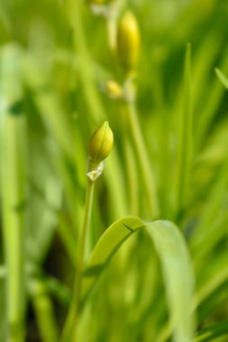 Gündüz Stella de Oro çiçeği tomurcuğu Latince adı Hemerocallis Stella de Oro